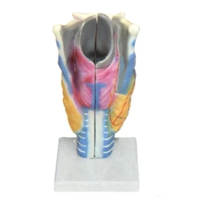 Анатомическая увеличенная модель хряща гортани и мышц гортани модель дыхательной системы человека 13*12*27 см